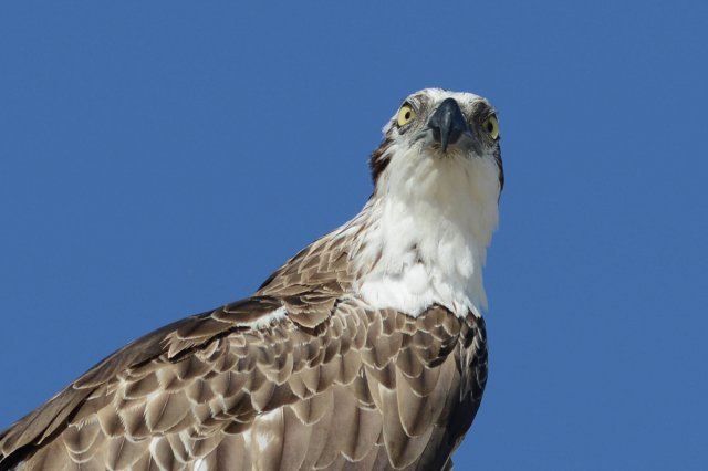 Balbuzard pêcheur / Western Osprey